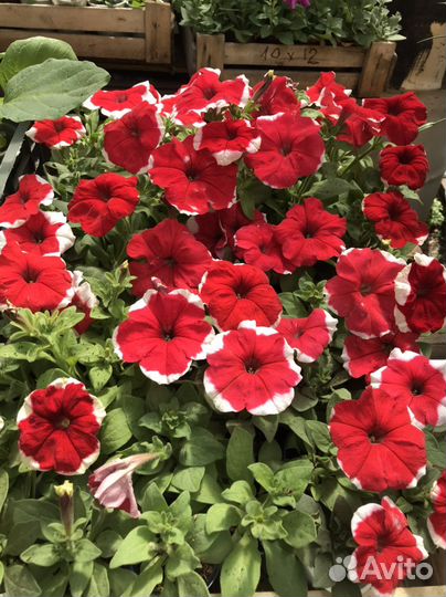 Рассада цветов,овощей