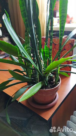 Сансевиерия щучий хвост