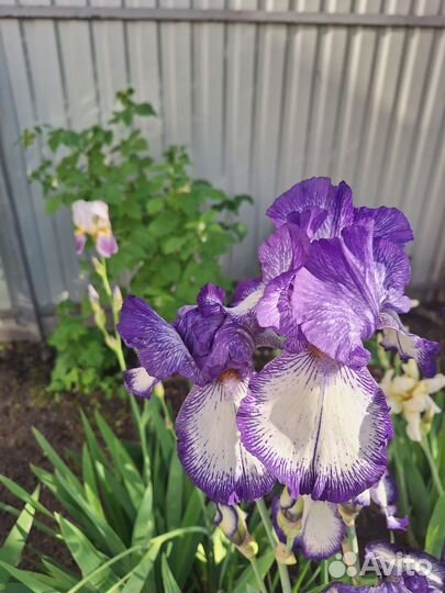 Растения цветы для сада