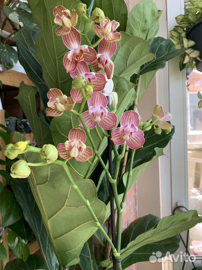 Орхидея фаленопсис равелло бабулетка