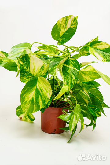 Эпипремнум (сциндапсус ) золотистый