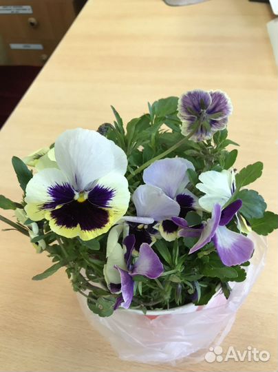 Виола цветы