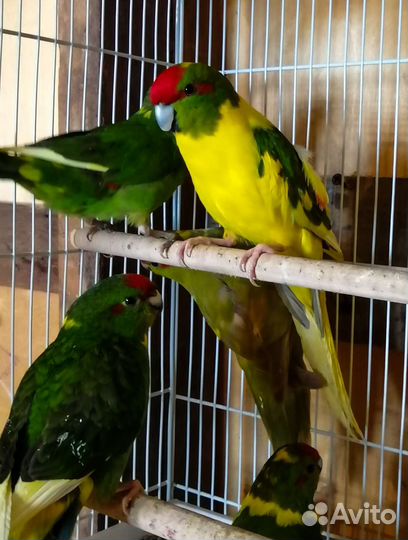 Попугай какарик, волнистые