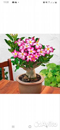 Комнатные цветы адениум