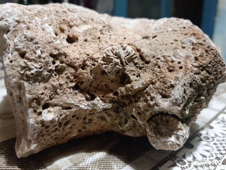 Окаменелость коралл