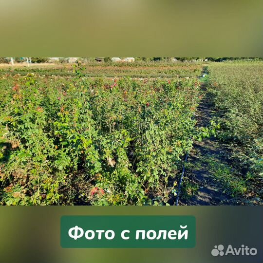 Саженцы с плодопитомника