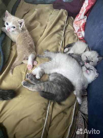 Котята в добрые руки