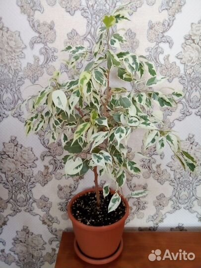 Фикус Бенджамина Де Гантель