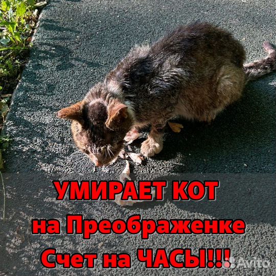 Коту нужен куратор или передержка