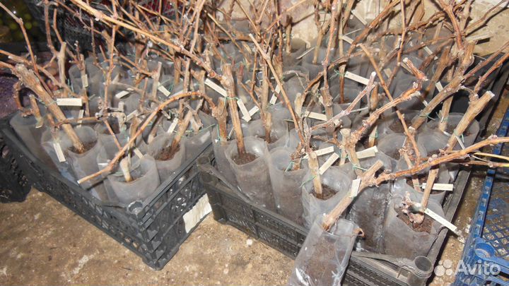 Саженцы винограда