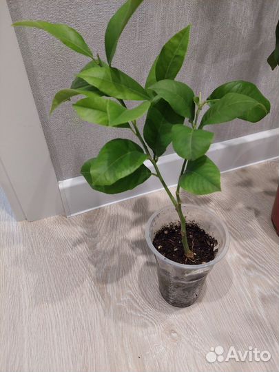 Плодоносящие лимоны