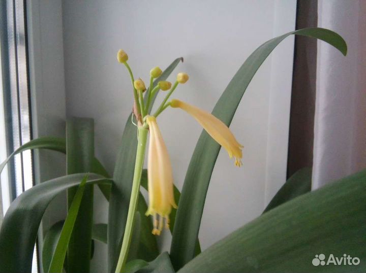 Кливия gardenii желтая