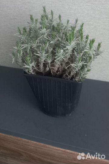 Лаванда манстед