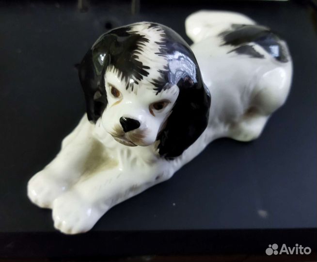 Спаниель лфз