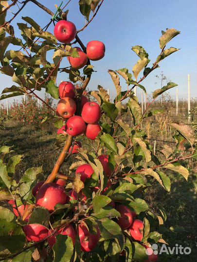 Саженцы плодовых