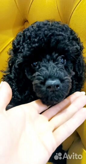 Щенки миниатюрного пуделя черные мальчики