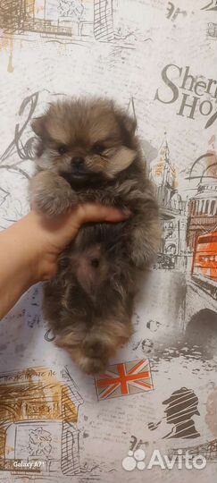 Супер миник