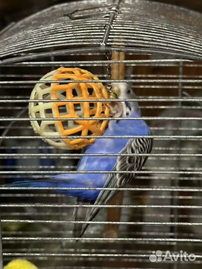 Волнистый попугай (самка)