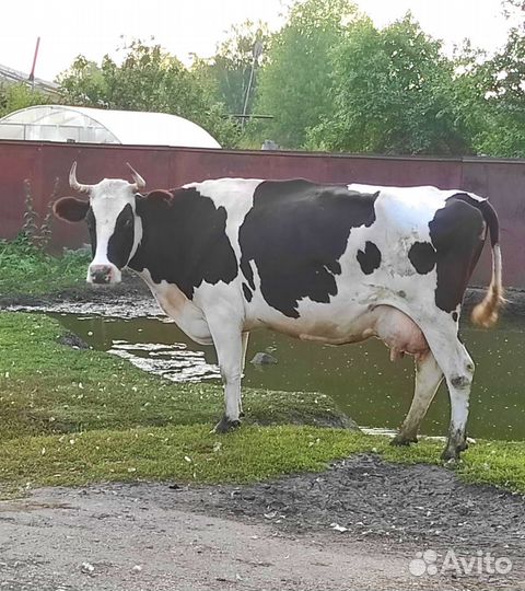 Корова на мясо
