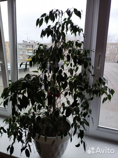 Фикус бенджамина большой