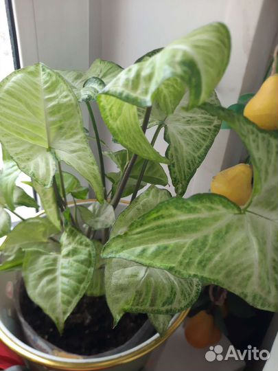 Домашние цветы