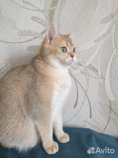 Золотая шиншилла