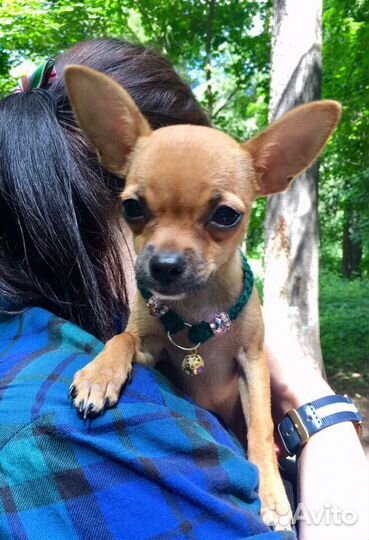 Обереги для животных