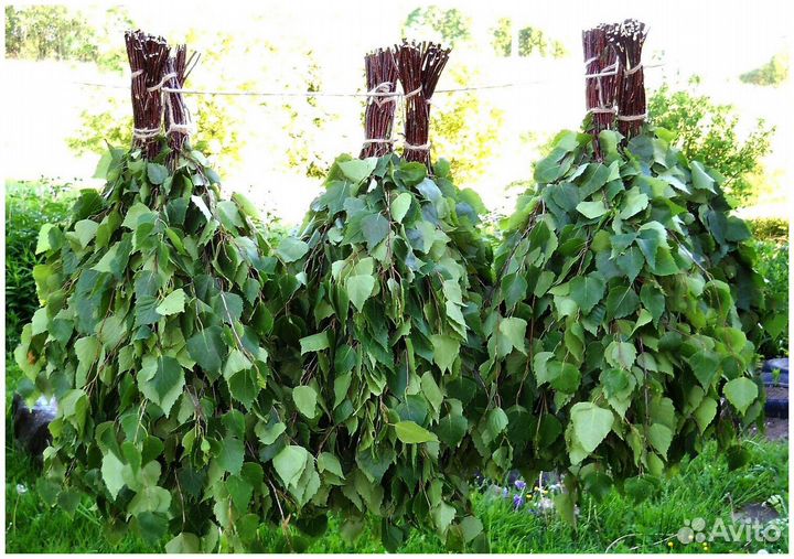Продам березовые веники