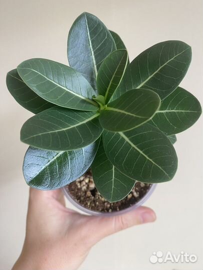 Адениум арабикум Годжи