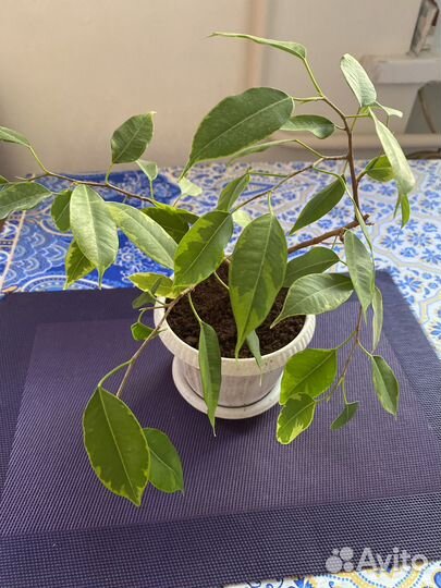 Фикус бенджамина пестролистный