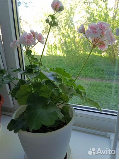 Пеларгонии сортовые