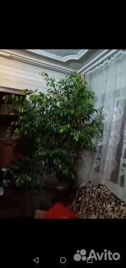 Фикус бенджамина