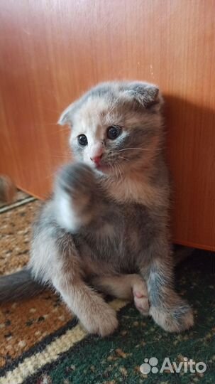 Котёнок девочка, метис