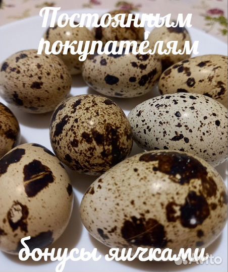 Крупные Только Утренние перепелиные яйца. Тушки