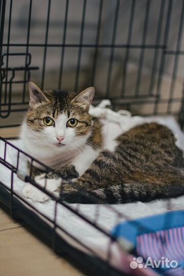 Кошка в дар