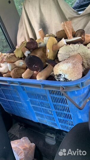 Гриб белый, свежий и мороженный вареный