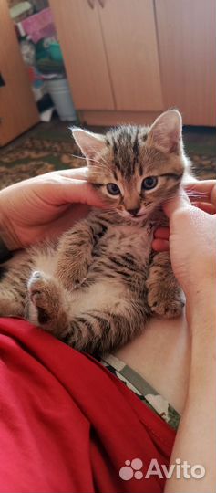 Рыся, Лёва и Тигрёнок