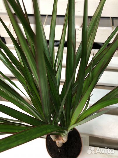 Драцена Маргината, Маргината Биколор, Draco