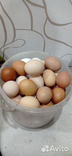 Домашние куриные яйца