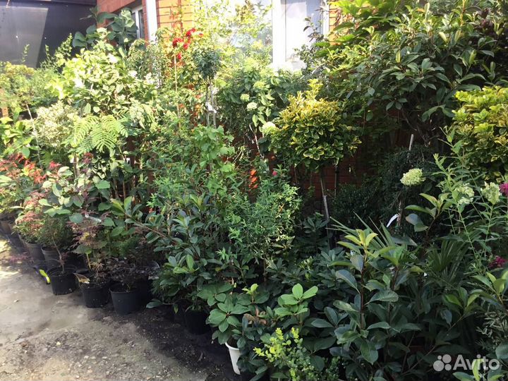 Редкие растения для сада