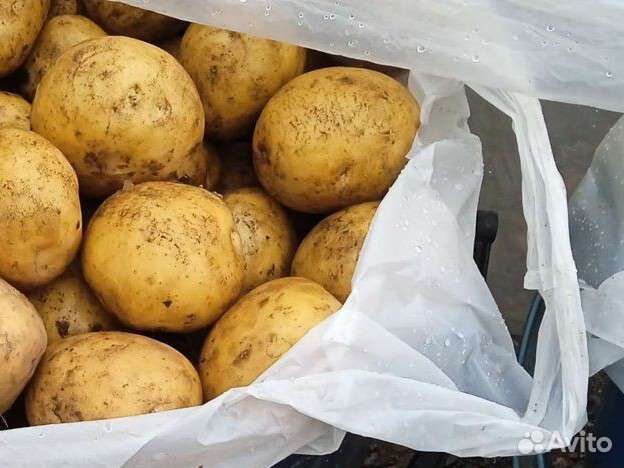 Картофель на еду