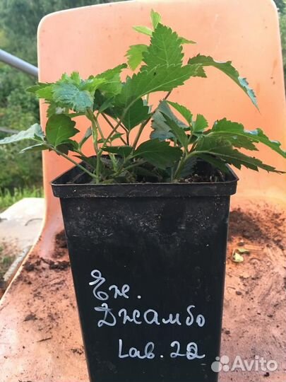 Ежевика Натчез, Блэк Джем, Небеса, Карака Блэк