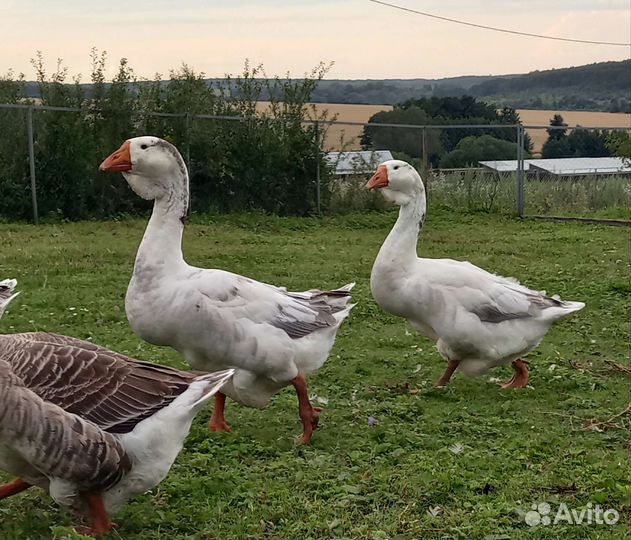 Холмогорские гуси