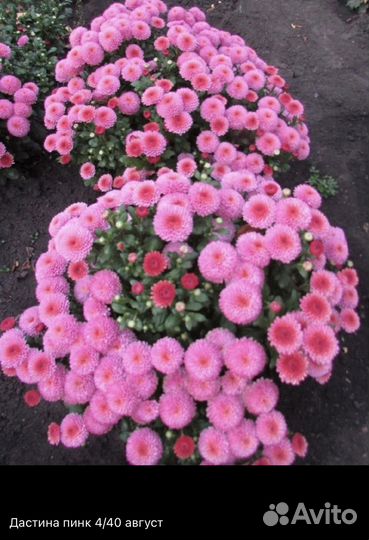 Хризантема мультифлора