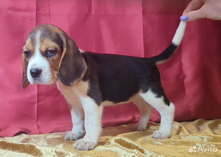 Щенки бигль