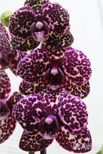 Орхидея Wild Cat