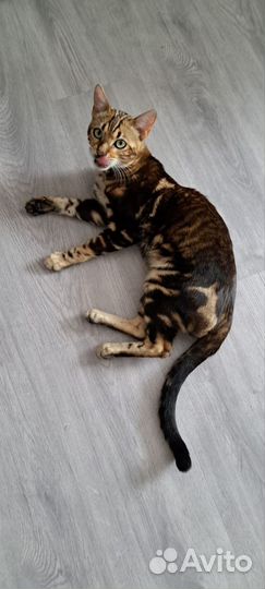 Кот бенгальский