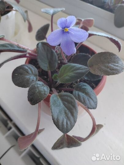 Комнатные растения