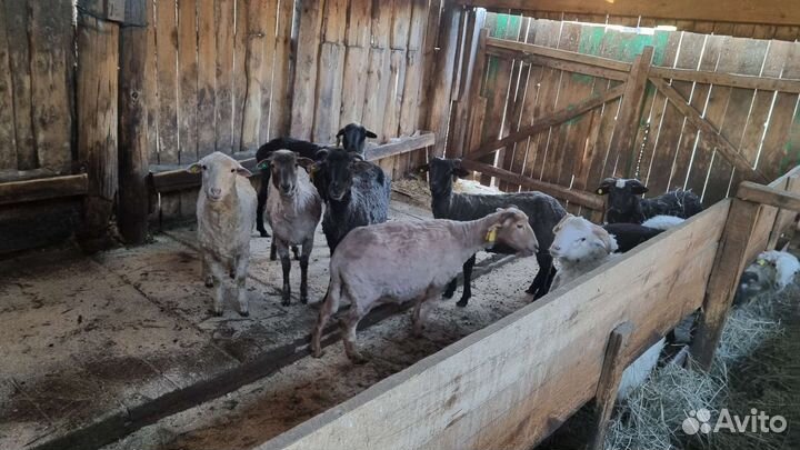 Овцы бараны ягнята