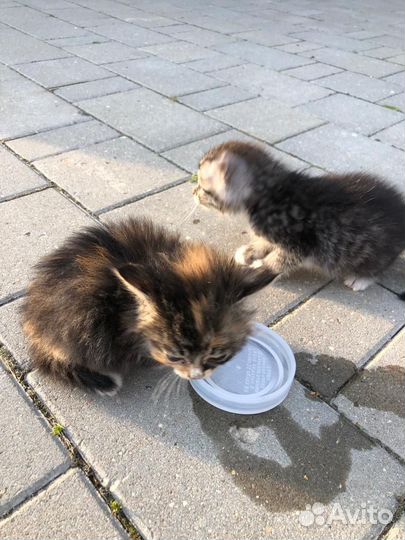 Котята остались без мамы